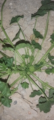 Malva parviflora
