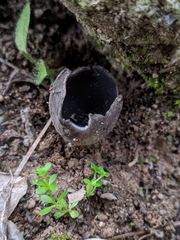 Dissingia leucomelaena