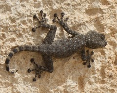 Ptyodactylus puiseuxi