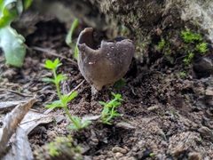 Dissingia leucomelaena