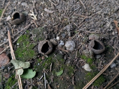 Dissingia leucomelaena