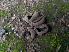 Dissingia leucomelaena