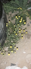Senecio glaucus