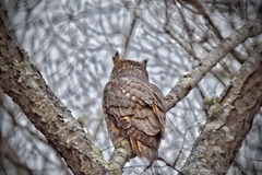 Bubo virginianus