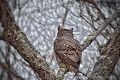 Bubo virginianus