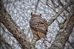Bubo virginianus