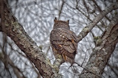 Bubo virginianus