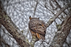 Bubo virginianus
