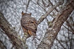 Bubo virginianus