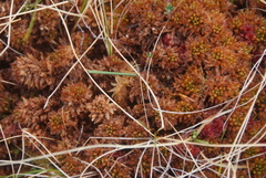 Sphagnum steerei