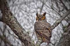 Bubo virginianus