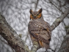 Bubo virginianus