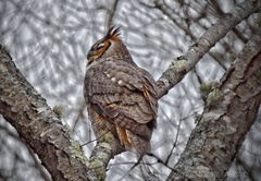 Bubo virginianus