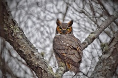 Bubo virginianus