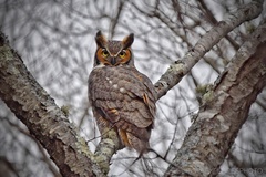 Bubo virginianus