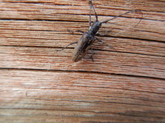 Monochamus maculosus