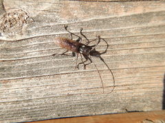 Monochamus maculosus