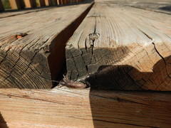 Monochamus maculosus