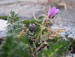Erodium cicutarium