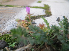 Erodium cicutarium