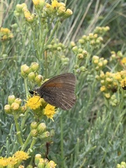 Cosmosatyrus leptoneuroides