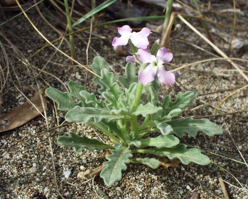 Matthiola tricuspidata image