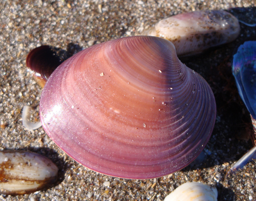Eucallista purpurata