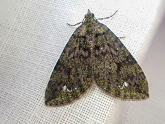 Hydriomena albifasciata