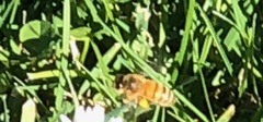 Apis mellifera