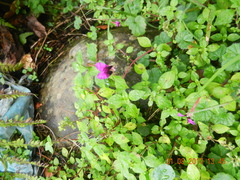 Cuphea calaminthifolia