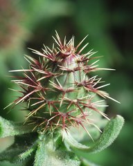 Centaurea sphaerocephala