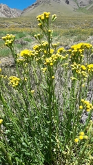 Senecio subumbellatus