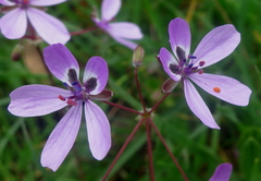 Erodium cicutarium cicutarium