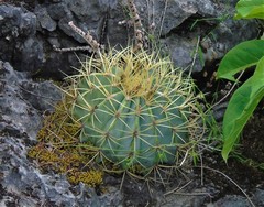 Ferocactus glaucescens