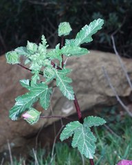Malope malacoides