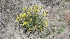 Senecio subumbellatus