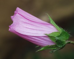Malope malacoides