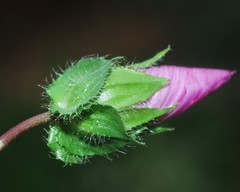 Malope malacoides
