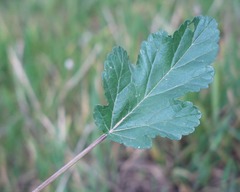 Malope malacoides