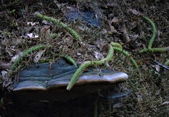 Aporocactus flagelliformis