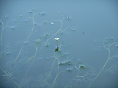 Ranunculus trichophyllus trichophyllus