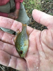Lepomis marginatus