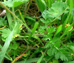 Erodium cicutarium cicutarium
