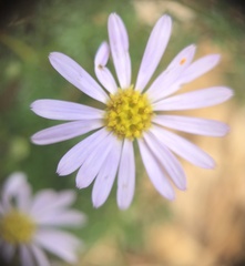 Brachyscome multifida