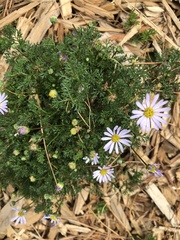 Brachyscome multifida