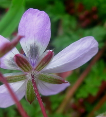 Erodium cicutarium cicutarium