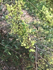Bursaria spinosa
