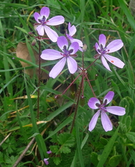 Erodium cicutarium cicutarium