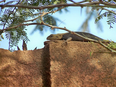 Agama