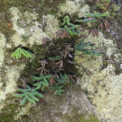 Pellaea ternifolia